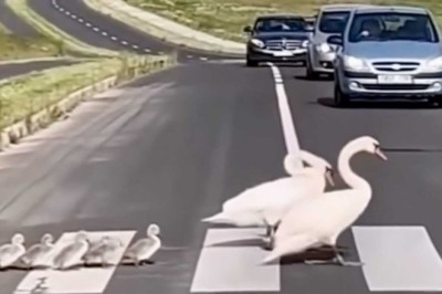 Heartwarming Video of Protective Geese and Their Goslings Crossing Highway Captivates Millions