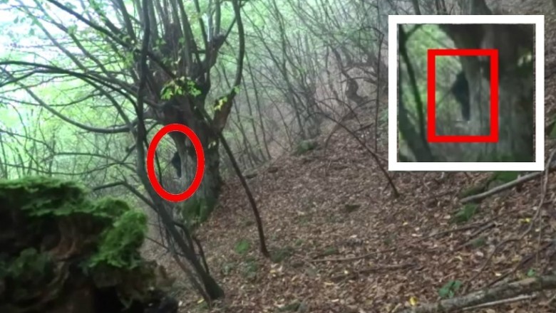 Man Bitten by Mysterious Snake Sparks Social Media Frenzy - What's the Truth Behind the Encounter?