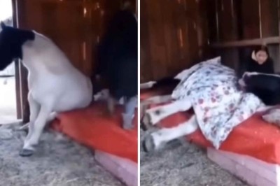Spoiled Horse Only Sleeps When Put to Bed by Owner