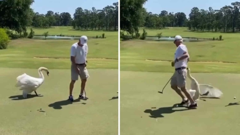 The Quirky World of Geese: From Fighters to the Unexpectedly Defeated