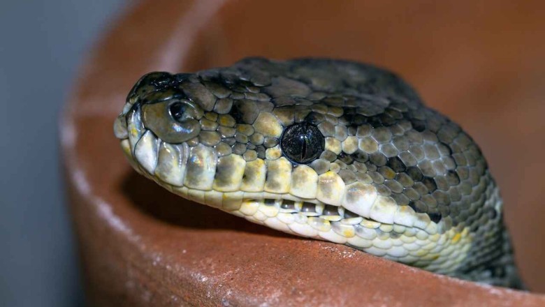 The Startling Truth: Decapitated Snakes Can Still Pose a Deadly Risk