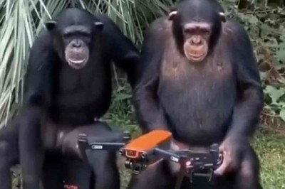 The Wonders of Chimpanzee Ingenuity: A Drone-Piloting Delight