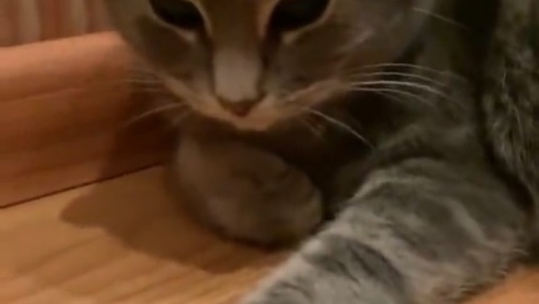 Hilarious Cat Has the Purrrfect Reaction While Patiently Waiting for Food!