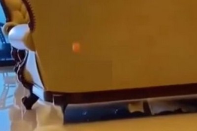 Hilarious Pets Gone Wild: You Won't Believe What They're Up To!