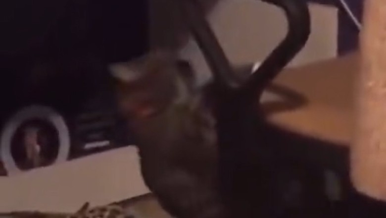 Paws and Press-ups: Fluffy Fitness Guru Cat Shows Us How to Exercise with Style and Sass!