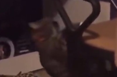 Paws and Press-ups: Fluffy Fitness Guru Cat Shows Us How to Exercise with Style and Sass!