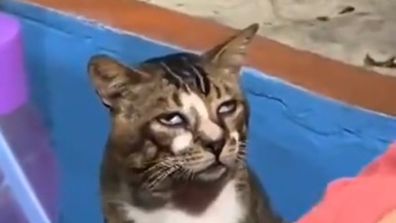 Purr-fectly Mischief: Hilarious Hijinks Ensue as a 'Drunk' Cat Navigates the Ups and Downs of Feline Inebriation!