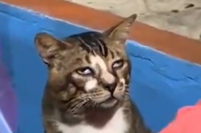 Purr-fectly Mischief: Hilarious Hijinks Ensue as a 'Drunk' Cat Navigates the Ups and Downs of Feline Inebriation!