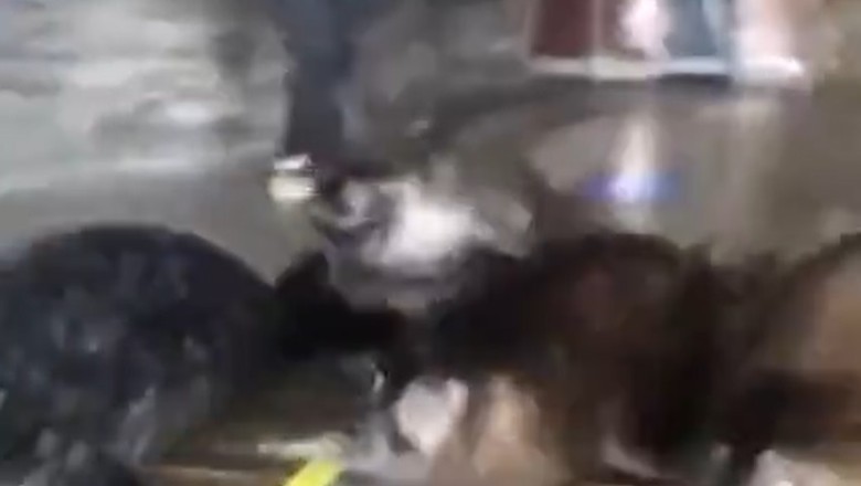 Seal of Approval: Hilarious Encounter as Curious Seal Plays Follow-the-Leader with Unsuspecting Man!