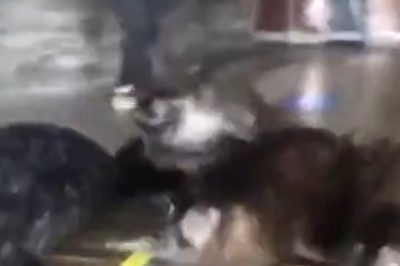 Seal of Approval: Hilarious Encounter as Curious Seal Plays Follow-the-Leader with Unsuspecting Man!