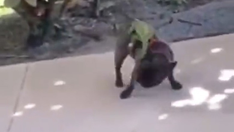 Tail Tangle Showdown: Dog vs. Lizard - Who Will Win the Battle of the Bizarre?
