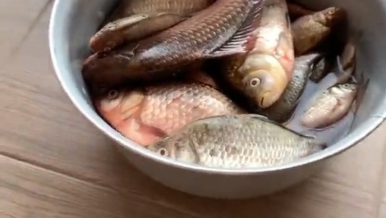 When Life Gives You Fish - Cat's Hilarious Reaction Is Pure Comedy Gold!