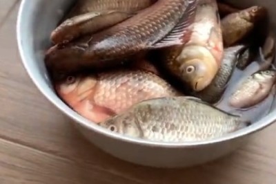 When Life Gives You Fish - Cat's Hilarious Reaction Is Pure Comedy Gold!