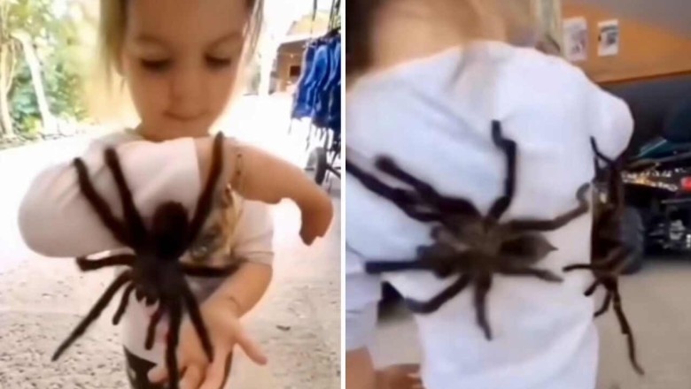 Astounding Video of Girl Playing with Her Pet Tarantulas Leaves Internet in Awe
