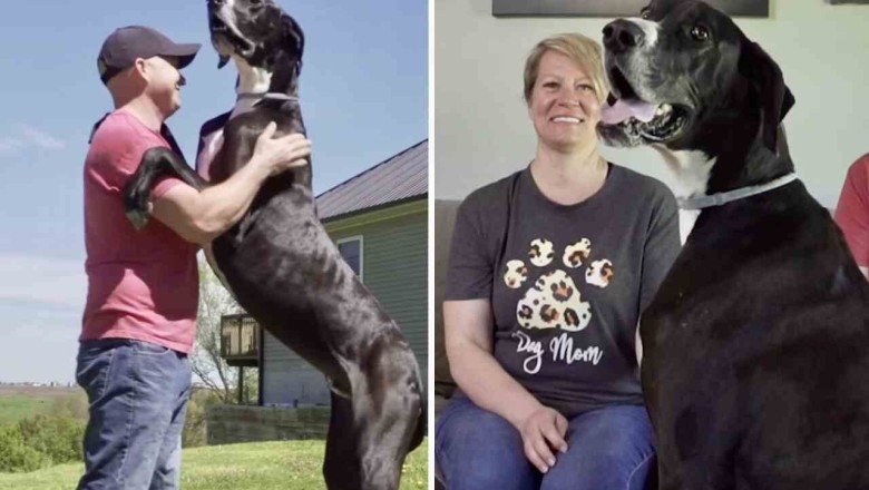 Gentle Giant' Guinness World Record's Largest Dog Afraid of Family Vacuum Cleaner