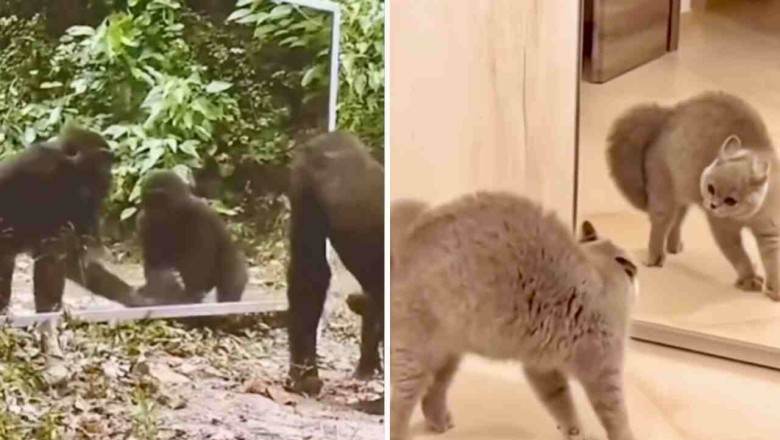 Hilarious Video Shows Animals in Front of a Mirror for the First Time