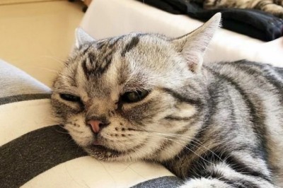 Meet Luhu, the Cat with the Perpetually Sad Face Inspiring Millions Around the World