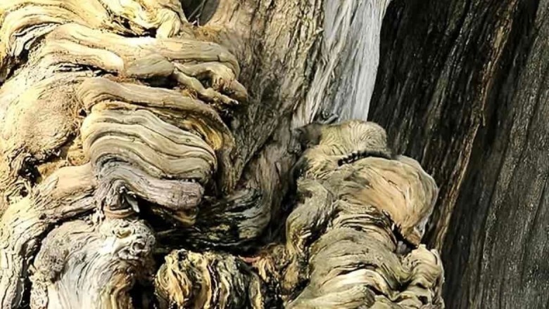 Can You Spot the Hidden Cat in Less Than 10 Seconds? Internet Challenge Leaves Users Puzzled