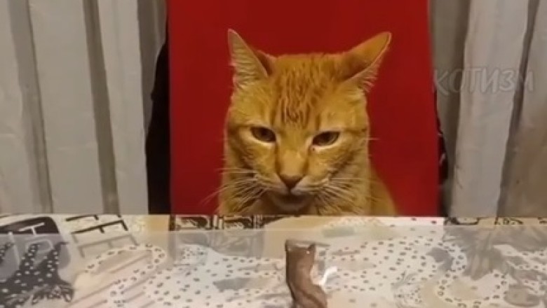 Feline Puppet Show: Cat's Hilarious Puppet Dancing Duo!