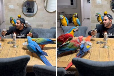 Melodic Harmony: Man's Serenade Charms Macaws, Parakeets, and Parrots, Captures Hearts Online