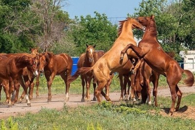 Reflecting on the Intense Dynamics of Horse Herds: A Tale of Struggle and Triumph