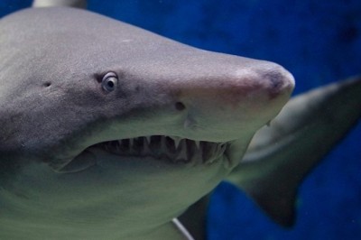 Shark Attack Horror in Dahab: Woman Loses Arm in Terrifying Encounter