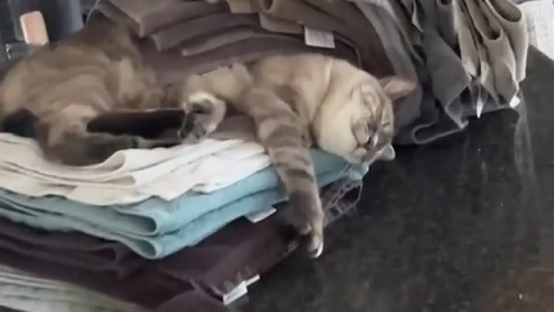 Snooze Fest: Cat Takes Table Napping to a Whole New Level!