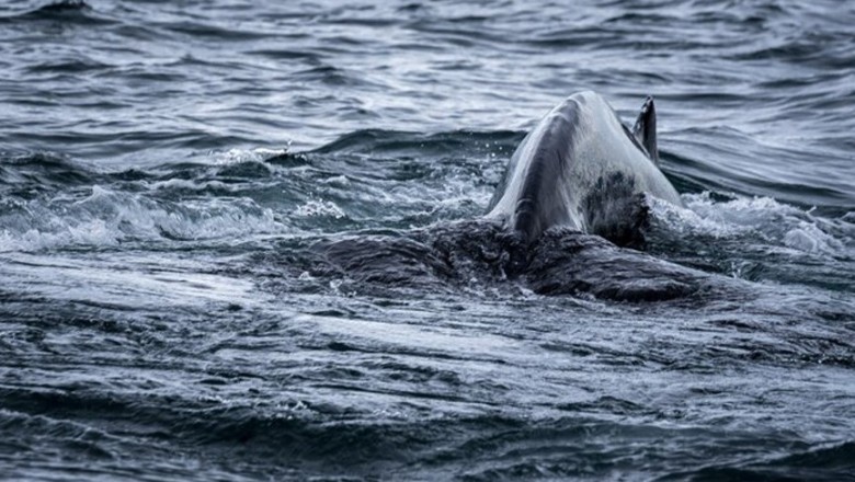 Unbelievable Marine Encounter: Killer Whale Devours Great White Shark Mid-Meal