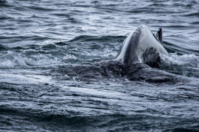 Unbelievable Marine Encounter: Killer Whale Devours Great White Shark Mid-Meal