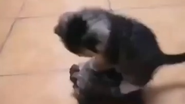 Unlikely Friendship: Kitten Rides Turtle Like a Boss!