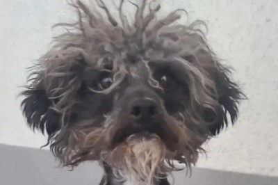 From 'Ugliest Dog' to Dapper Gentleman: The Incredible Transformation That Stunned the World!