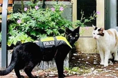 Meet Nimis, Amsterdam's Adorable Police Cat Taking TikTok by Storm!