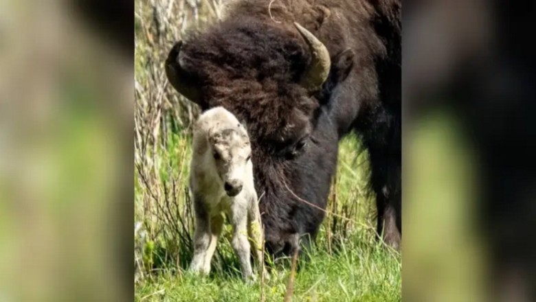 The Enigmatic Birth of the Legendary White Buffalo Calf: Echoes of Prophecy and Wonder