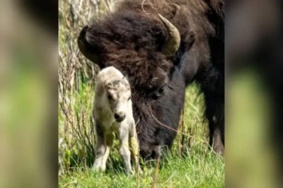 The Enigmatic Birth of the Legendary White Buffalo Calf: Echoes of Prophecy and Wonder