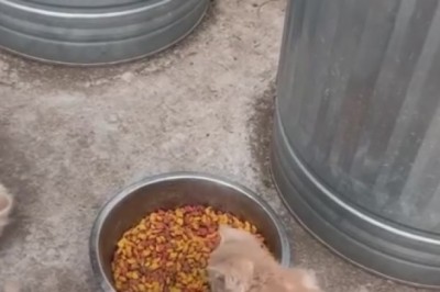Epic Cat Buffet: Watch these Adorable Gluttons Chow Down!