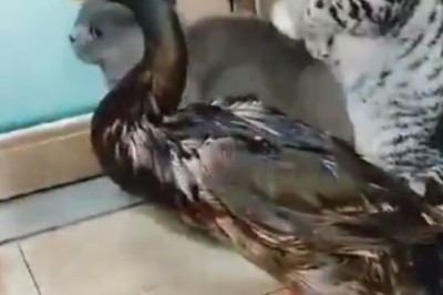 Feathered Frenzy: Cats vs. Goose - The Unlikely Feathery Showdown!