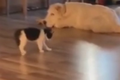 Feline Feistiness Unleashed: Cat vs. Dog Showdown in the Ultimate Pet Challenge!