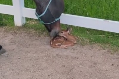 Heartwarming Encounter: Gentle Horse Shows Affection to Tiny Gazelle in Unforgettable Moment!