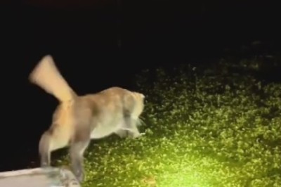 Hilarious Cat Takes a Leap of Faith into the River!