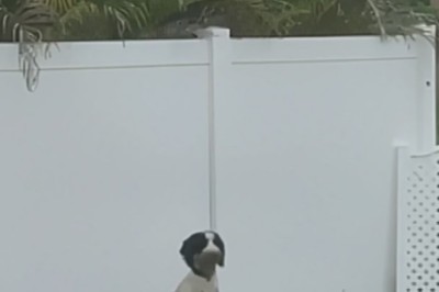 Hilarious Hounds' Secret Entrance: Dogs Mastermind a Hole-in-the-Wall Break-in!