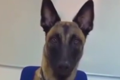 Hilarious Taste Test: Dog Judges Owner's Cooking Skills with Epic Food Bowl Review!