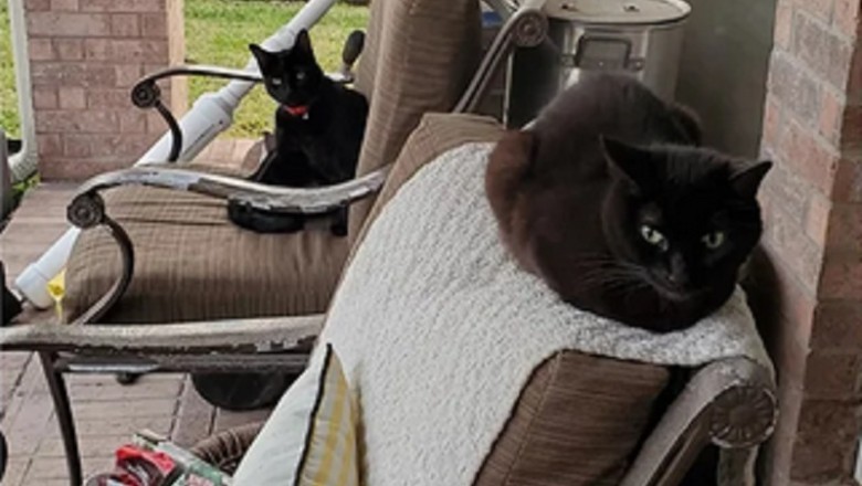 Meet Pete: The Masterful Cat Who Fooled Seven Families into Loving Him!