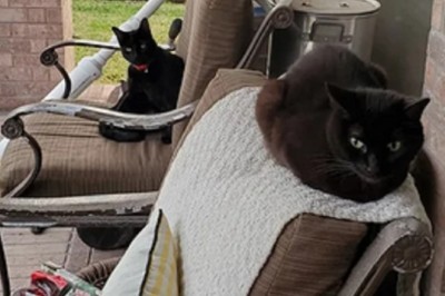 Meet Pete: The Masterful Cat Who Fooled Seven Families into Loving Him!
