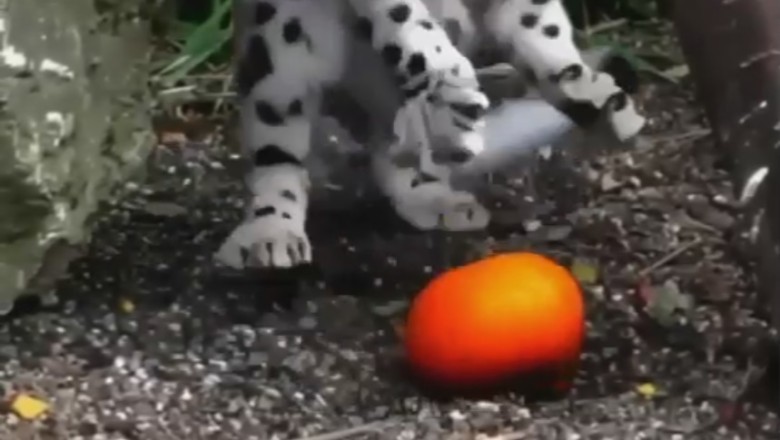 Pocket-Sized Predator: Tiny Tiger Takes on the Toy Kingdom!