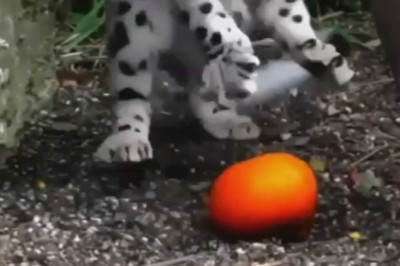 Pocket-Sized Predator: Tiny Tiger Takes on the Toy Kingdom!