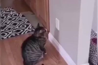 Purrfectly Crafty: Cat Mastermind Cracks Code of Electric Lock!