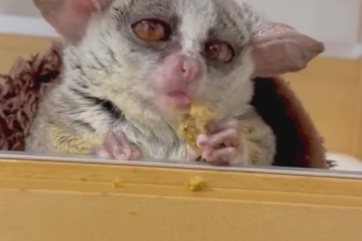 Adorable Galago Goes Bonkers Over Tasty Treats in Hilarious Feeding Frenzy!