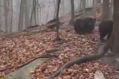 Bear Necessities: Hilarious Bear Parade Takes the Forest by Storm!