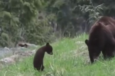 Bear Necessities: Hilarious Bears Unleash Wild Antics in the Great Outdoors!