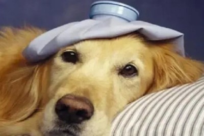 Canine Coronavirus: Unraveling the Enigma of a Highly Contagious Disease